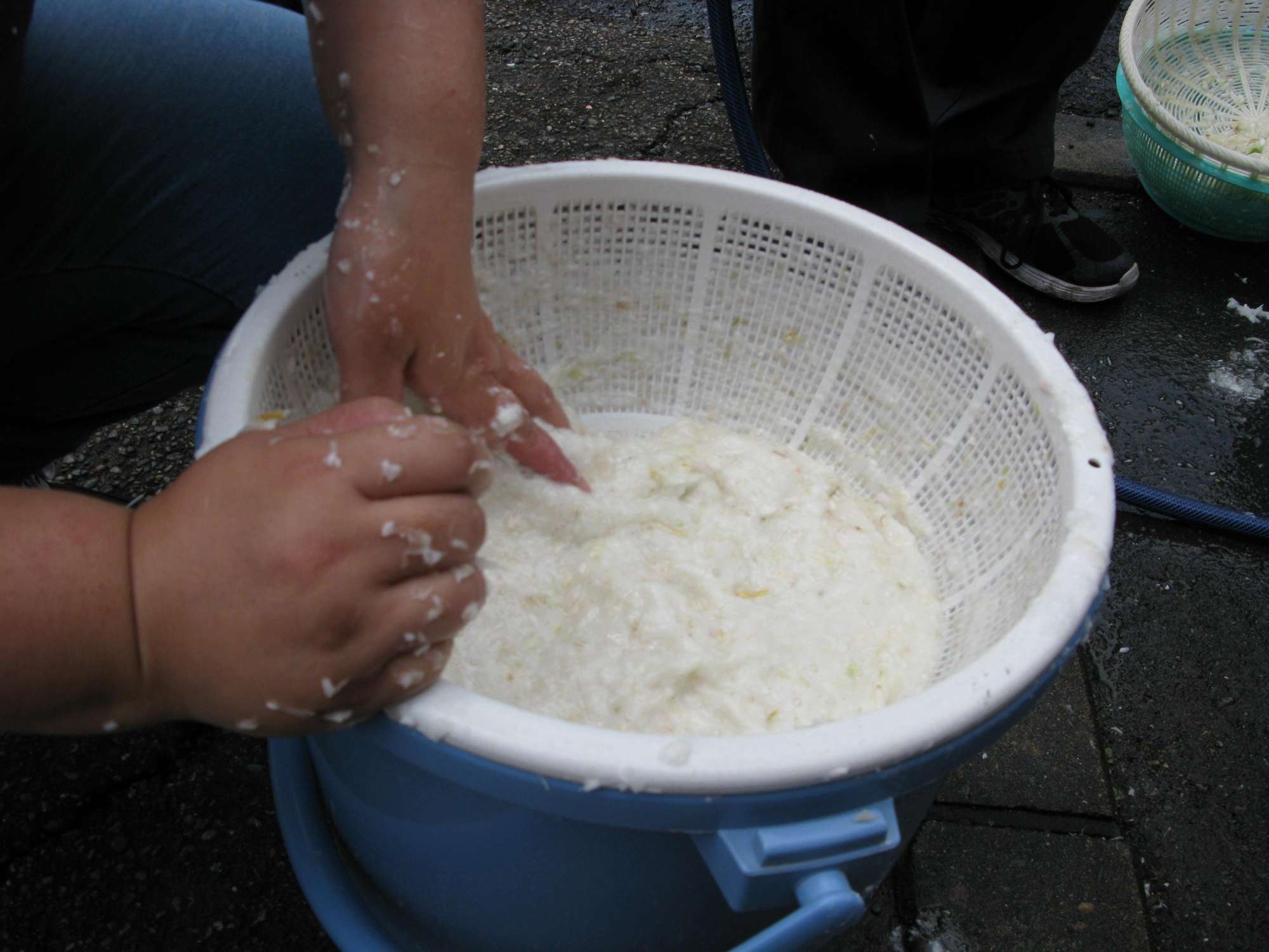 オオウバユリ鱗茎3