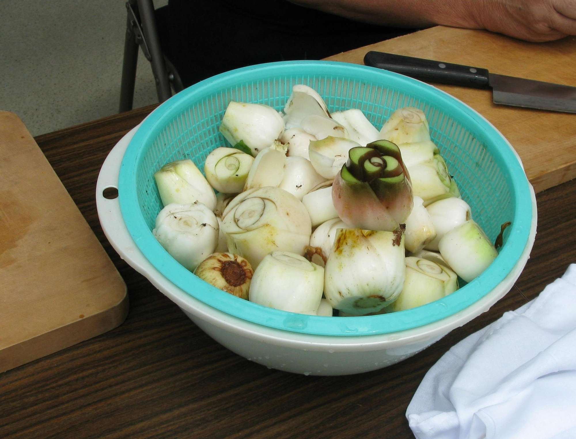 オオウバユリ鱗茎