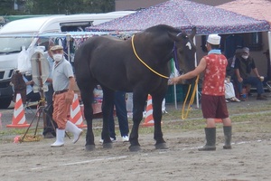 第18回北海道総合畜産共進会の様子 その2