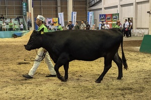 第33回北海道肉用牛共進会の様子 その2