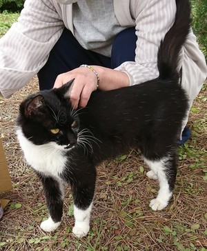 迷子猫